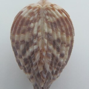 Seashells Twotoned Cardita Cardites bicolor