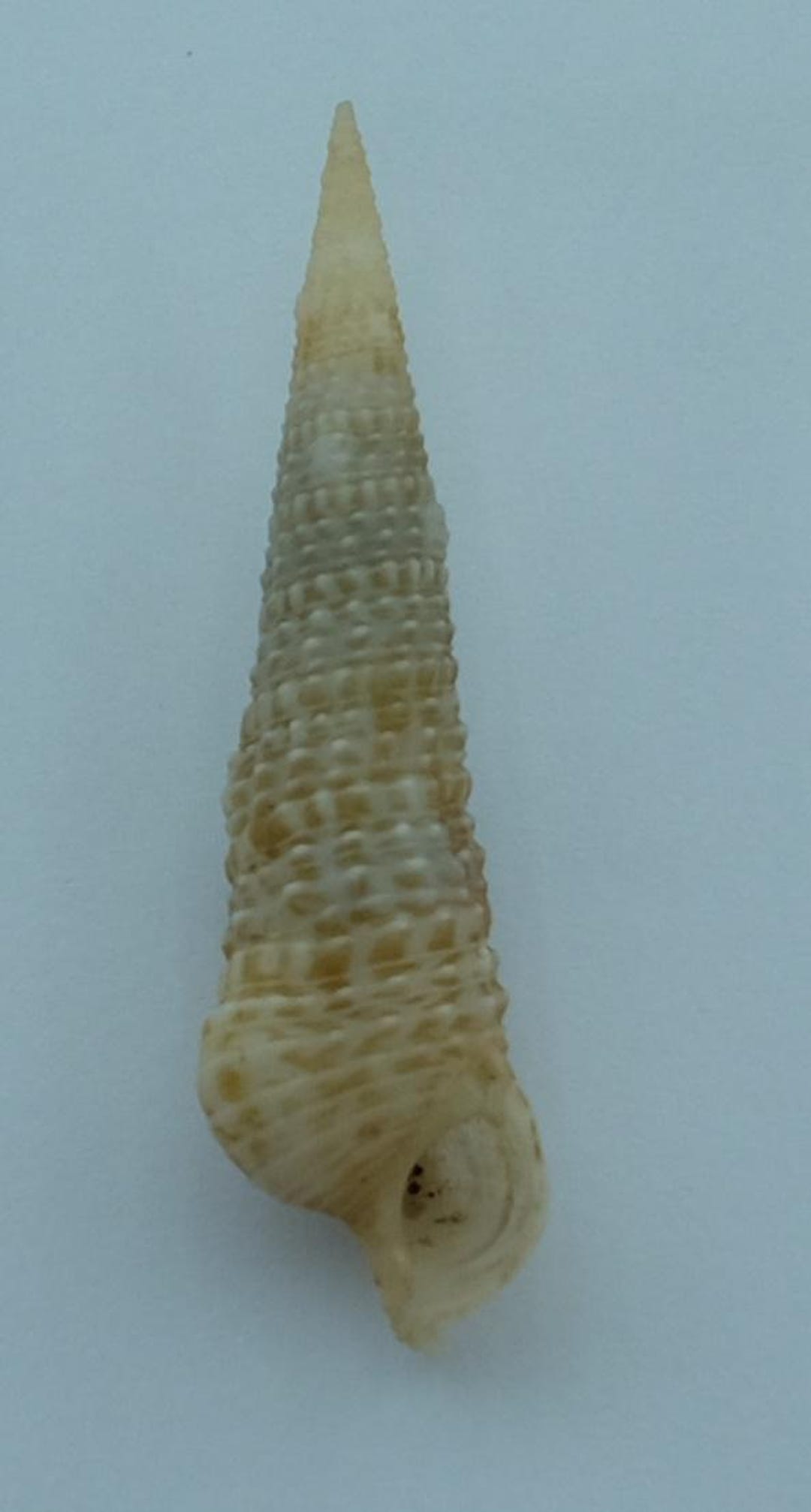 Seashells Cerith Shell Cerithium Ophioderma - Etsy