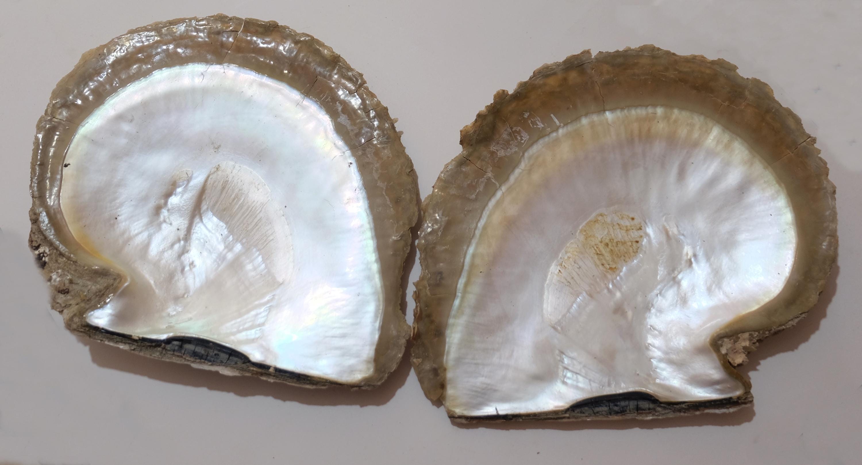 Pinctada Maxima Shells - Etsy