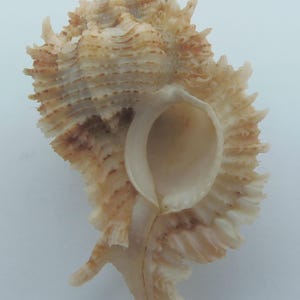Seashells Murex shell Chicomurex superbus
