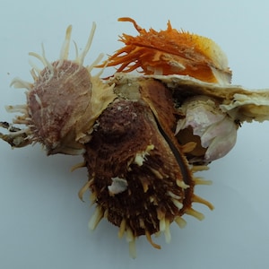 Seashells Bunch of Spondylus Spondylidae sp.