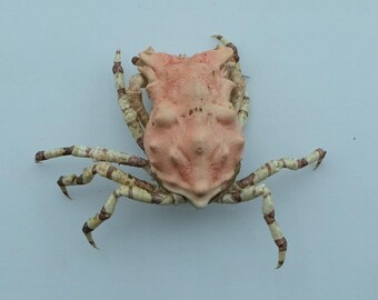 Ejemplar de cangrejo conservado Cangrejo toro Cyclocoeloma tuberculata Taxidermia marina Curiosidades Rarezas