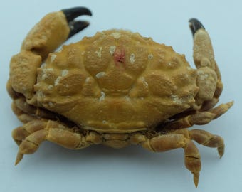 Esemplare di granchio conservato Granchio Xanthid Leptodius sanguineus Tassidermia marina Curiosità Stranezze