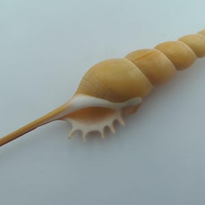 Seashells Spindle tibia Tibia fusus