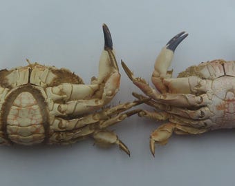 Ejemplar de cangrejo preservado Cangrejo de arrecife de manchas blancas Lophozozymus pictor Taxidermia marina Curiosidades Rarezas