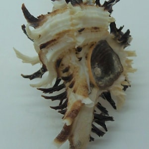 Seashells Endive Murex Hexaplex cichoreum