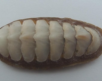 Seashells Chiton Ischnochiton bouryi