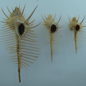 Könnte beinhalten: Drei Murex pecten Muscheln, die von links nach rechts in absteigender Größe angeordnet sind. Jede Muschel hat einen hellbraunen, spiralförmigen Körper mit einer schmalen Öffnung und zahlreichen dünnen, spitzen Stacheln am äußeren Rand.