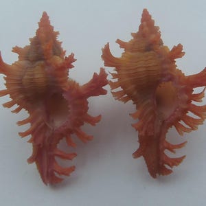 Seashells Noble Murex Chicoreus nobilis