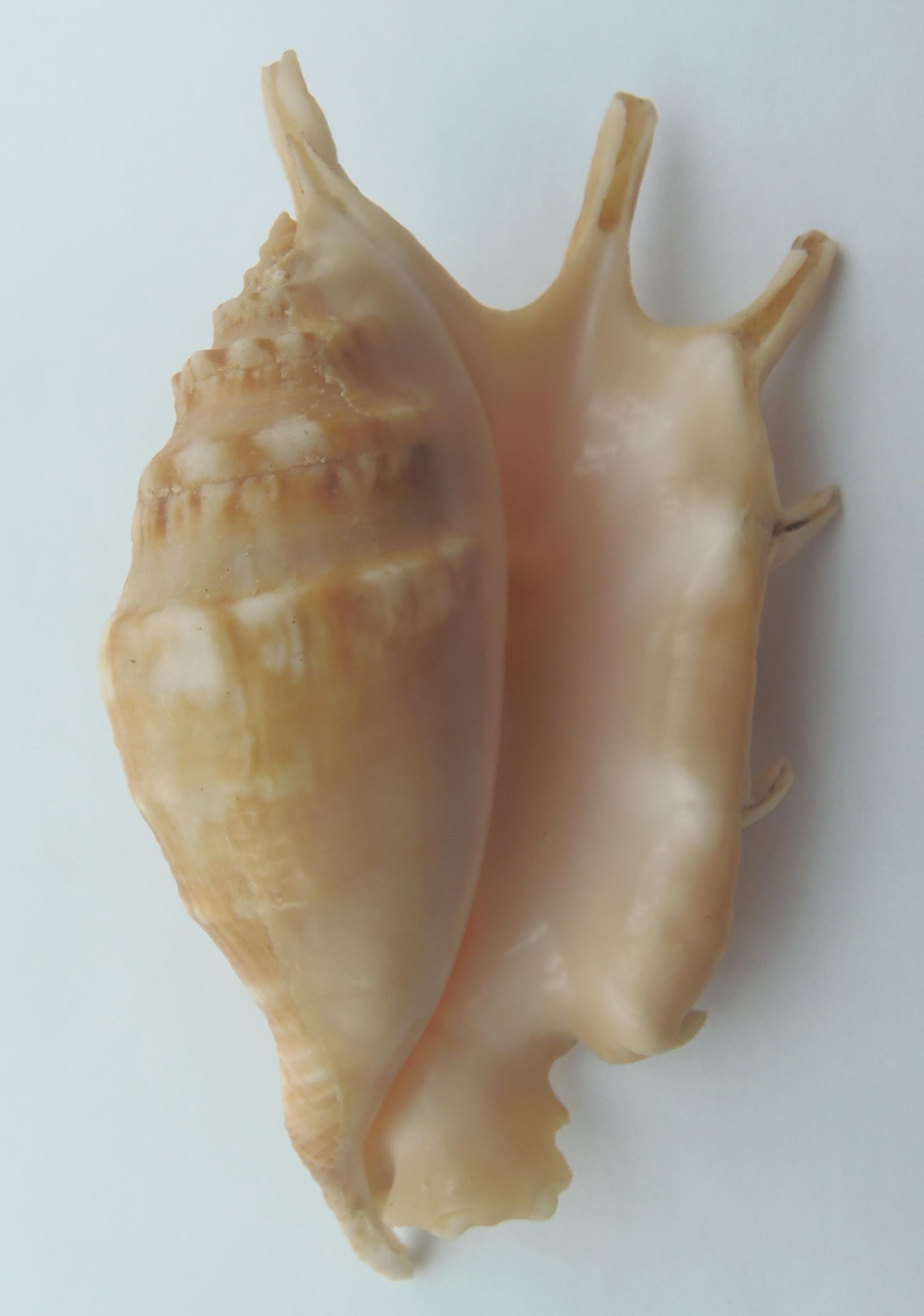 Conque araignée Coquillage marin - Lambis violácea