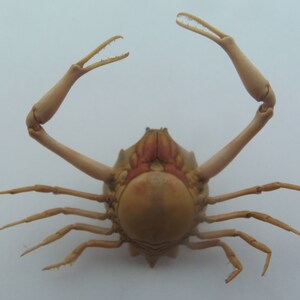 Peeble Crab Myra grandis Crab Taxidermy Oddities image 8