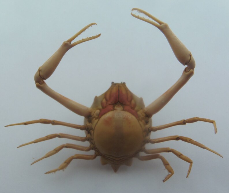 Peeble Crab Myra grandis Crab Taxidermy Oddities image 8