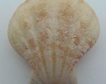 Seashells Seashell Decatopecten plica