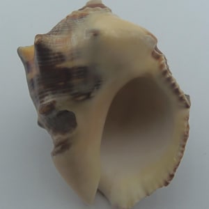 Könnte beinhalten: Eine große, beige Muschel mit braunen und gelben Akzenten. Die Muschel hat eine spiralförmige Form mit einer weiten Öffnung und einer strukturierten Oberfläche. Das Innere ist cremeweiß.