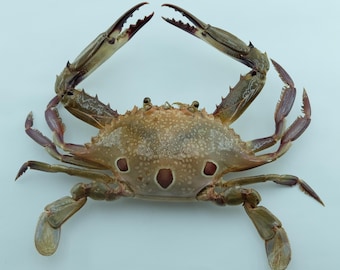 現在、この商品の在庫はありません - Etsy