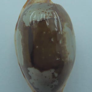 Puede incluir: Una concha de cauri de forma ovalada con una superficie lisa y brillante que presenta un patrón moteado de parches de color marrón oscuro y crema. La concha tiene una textura pulida con sutiles motas blancas sobre las áreas oscuras.
