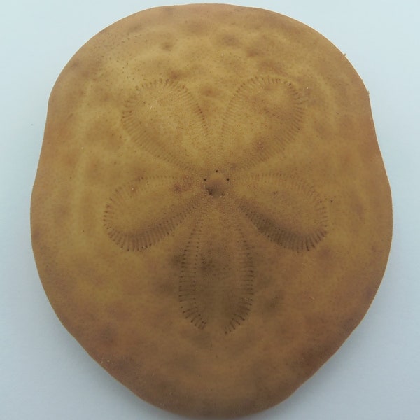 Echinoderms Sand dollar Clypeaster virescens Taxidermy Oddities