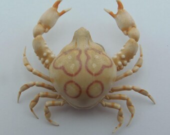 Espécime de caranguejo preservado (Leucosia anatum) - Curiosidades da taxidermia marinha.