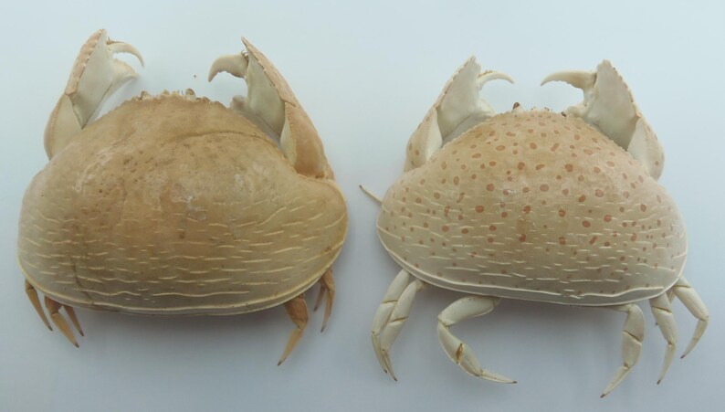 Preserved Crab Specimen Red-spotted Box Crab Calappa Calappa Marine ...