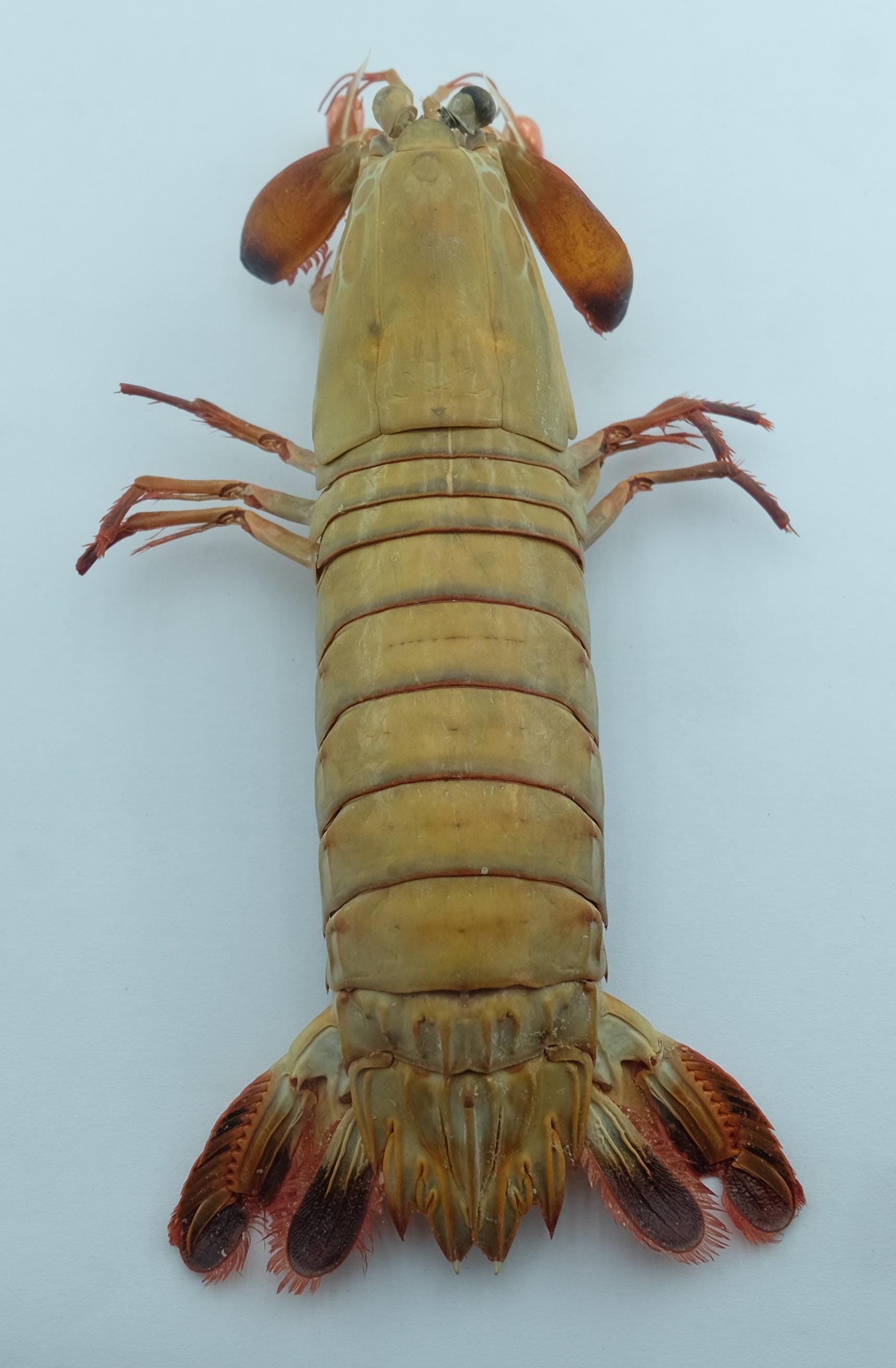 Peacock Mantis Shrimp Odontodactylus Scyllarus Crab Taxidermy