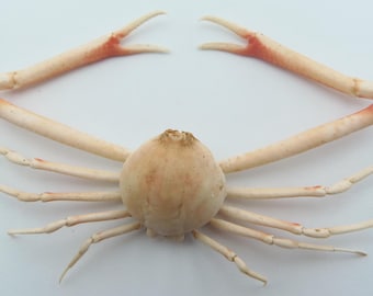 Preserved Crab  Specimen Pebble crab Randallia eburnea Marine Taxidermy Curiosities Oddities
