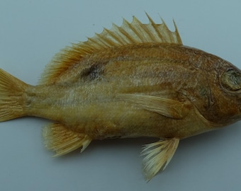 Frystorkat fiskexemplar Taxidermi Äkta konserverad dekoration Gåva Blårandig snapper Lutjanus kasmira Kuriositeter Kuriosa