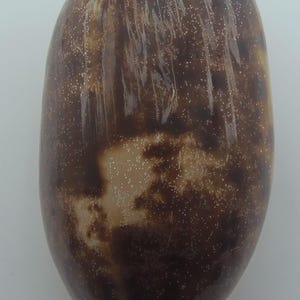 Seashells Tortoise cowry Chelycypraea testudinaria