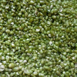 Muscheln Zubehör für Handwerk DIY Schmuck, Harz Küsten Ozean Dekor grüne nerites