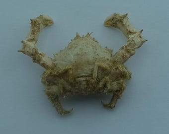 Ejemplar de cangrejo preservado Cangrejo esponja Epigodromia areolata Taxidermia marina Curiosidades Rarezas