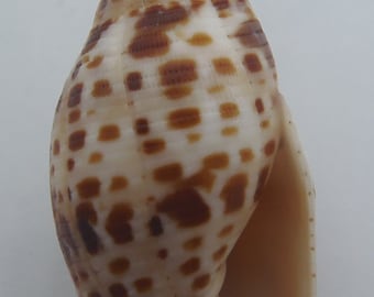 Seashells Mitre shell Mitra cardinalis