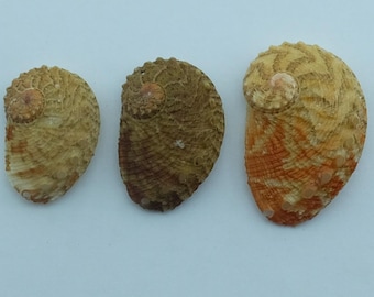 Seashells Lovely Abalone Haliotis clathrata