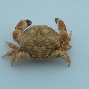 Op de afbeelding: Een set van drie keramische mokken met een gespikkelde, matte afwerking. De mokken zijn in tinten crème, lichtgrijs en donkergrijs. Elke mok heeft een eenvoudig, minimalistisch ontwerp, perfect voor koffie of thee.