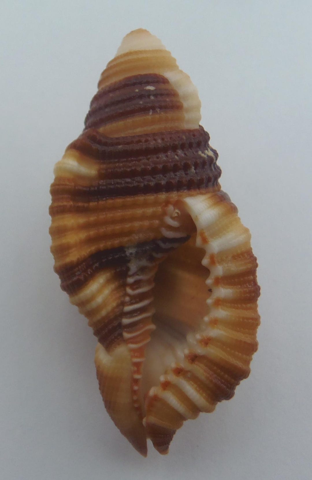 Trition Shell Seashells Triton Shells Septa Flaveola - Etsy