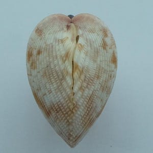 Seashells Cockles Acrosterigma variegatum
