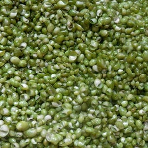 Seashells supplies for crafts DIY jewelry, resin coastal ocean decor Green nerites