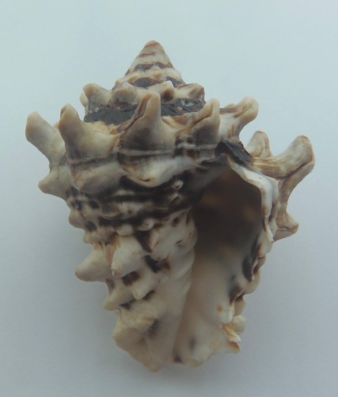 Seashells Common Pacific Vase Vasum Turbinellum - Etsy