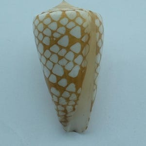 Pode incluir: Uma concha em forma de cone com um padrão creme e castanho. A concha tem um topo pontiagudo e uma superfície lisa e brilhante. O padrão consiste em formas brancas irregulares sobre um fundo castanho. É um item natural e orgânico.