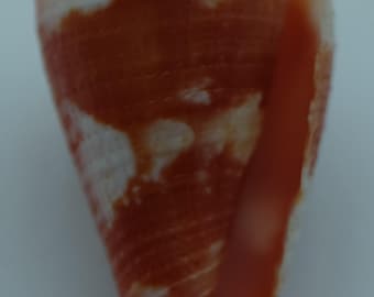 Seashells The Lovely Cone Conus pertusus