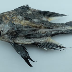 Freeze dried Fish Specimen Taxidermy Real Preserved Decor Gift Black and White Snapper Macolor niger Oddities Curio