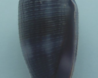 Seashells Cone Snails Conus glans