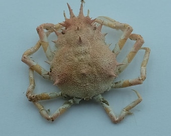 現在、この商品の在庫はありません - Etsy