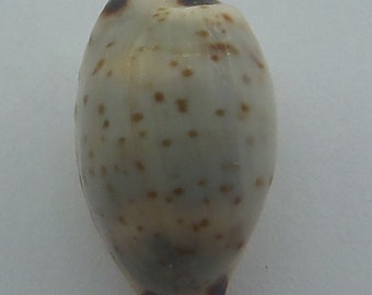 Seashells Cowry Bistolida hirundo