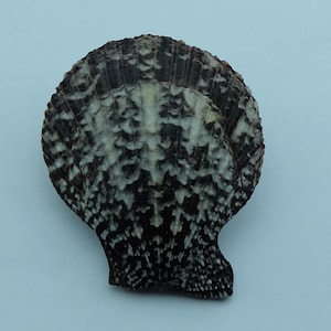 Seashells Scallop shell Mimachlamys punctata