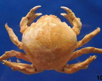 Konservierte Krabbe Specimen Japanischer Schwamm Krabbe Lauridromia dehaani Marine Taxidermy Kuriositäten Kuriositäten