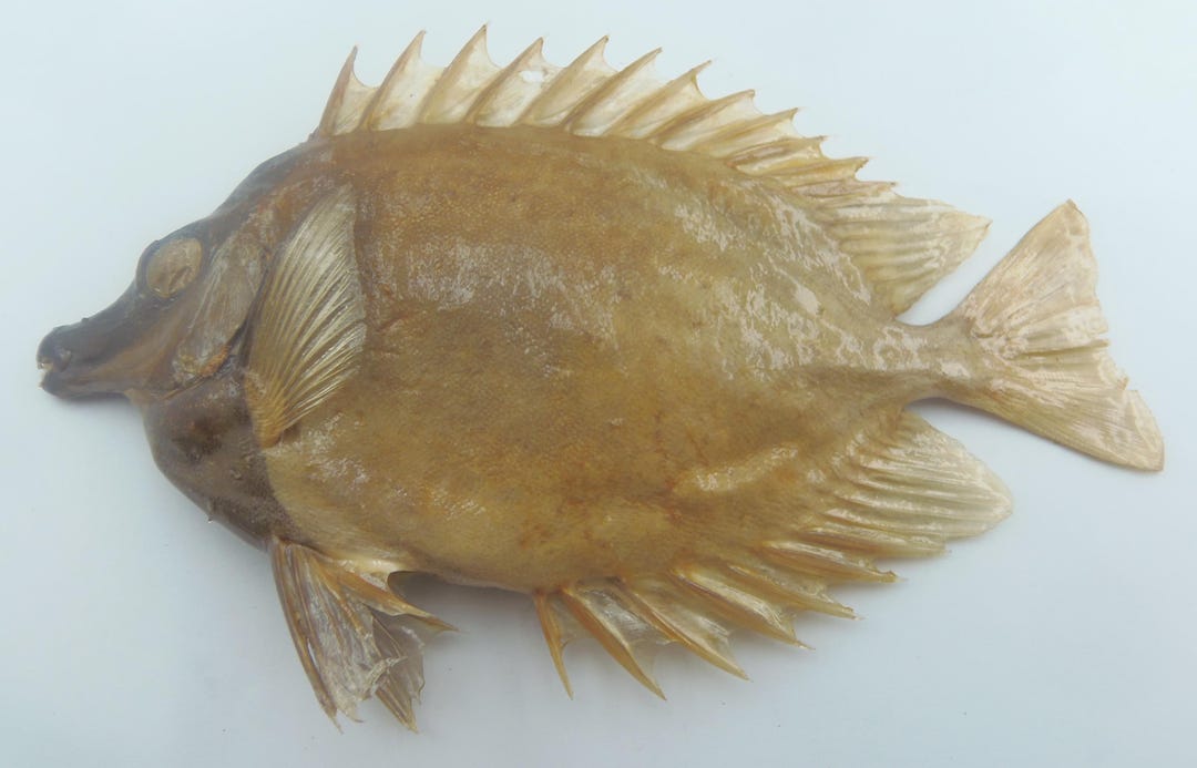 Freeze Dried Fish Specimen Taxidermy Real Preserved Decor Gift Foxface ...