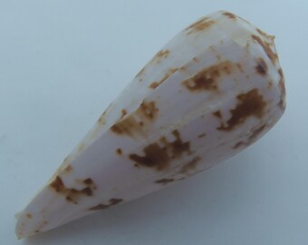 貝殻 キノシタイガイ Conus kinoshitai - Etsy 日本
