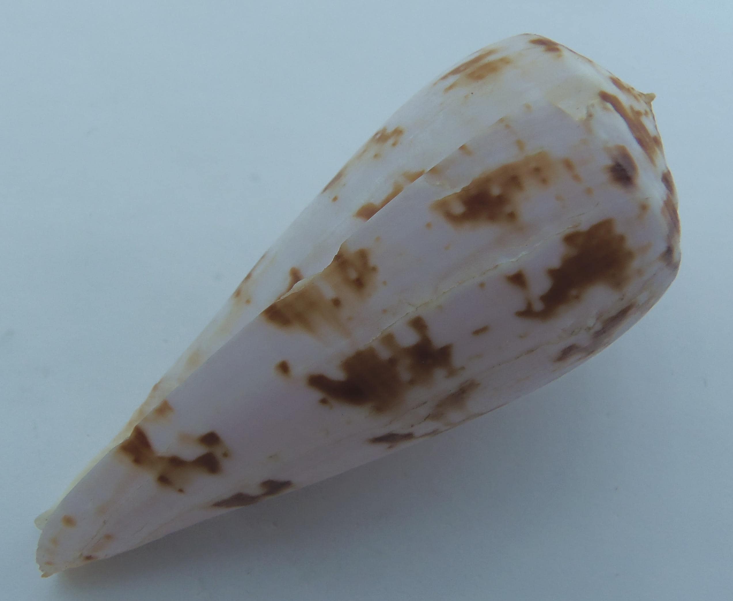 イモガイ貝殻 Darioconus Auricomus イモガイ貝殻 Darioconus Auricomus
