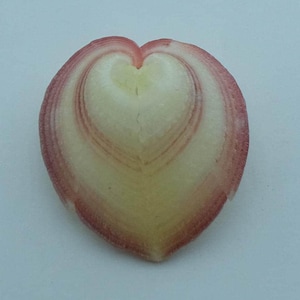 Conchas marinas Concha de corazón Corculum cardissa