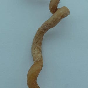 Seashells Slit-worm shell Siliquaria anguina