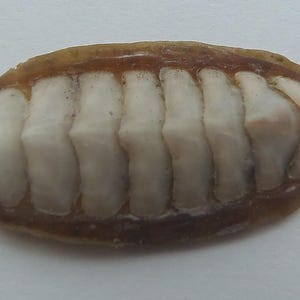 Könnte beinhalten: Nahaufnahme einer Chiton-Schale, einem ovalen marinen Weichtier. Die Schale besteht aus acht weißen Platten, die von einem braunen, lederartigen Gürtel umgeben sind. Die Platten sind leicht erhöht und segmentiert.
